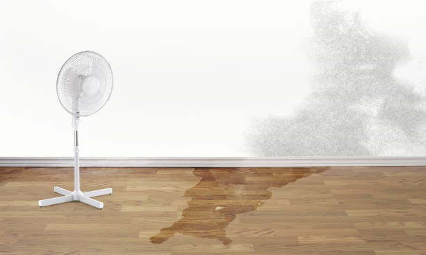 Best Carpet water damage restoration  in Polson, MT